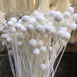 Vente en gros de fleurs éternelles Billy Button Boules de Billy naturelles Préservées Craspedia pour la décoration - Product Image 3