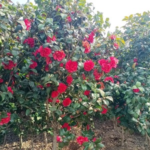 Camellia sinensis(L.)O.Kuntze, magnifiques plantes ornementales, semis, décoration pour la maison et l'hôtel, arbre à fleurs de camélia avec pot - Product Image 2