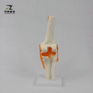 Modelo de Función de Articulación de Rodilla Humana, Modelo de Articulación Esquelética Humana - Product Image 3