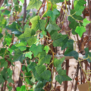 Pioneer Artificial Ivy Vine 100-200cm Strip Green <b>Leaves</b> <b>Wall</b> <b>Decoration</b> - Product Image 4
