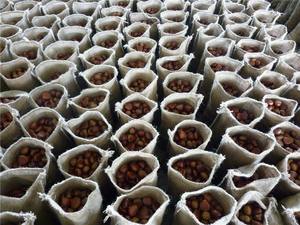 Vente en gros de châtaignes neuves Fournisseur chinois Châtaigne crue biologique Châtaigne fraîche <span class=keywords><strong>Prix</strong></span> <span class=keywords><strong>au</strong></span> <span class=keywords><strong>kg</strong></span> - Product Image 4