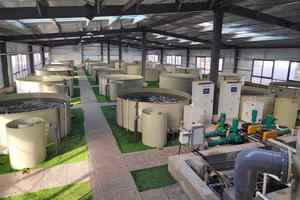 BC112 30 miliardi di CFU/G di agricoltura aerobica ad alta densità batteri denitrificanti fabbrica di rimozione dei nitriti probiotici per acquatici - Product Image 3