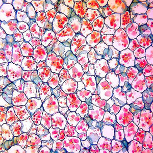 BestScope BS-2010MD intégré <span class=keywords><strong>1.3MP</strong></span> appareil photo numérique Photo vidéo éclairage LED <span class=keywords><strong>Microscope</strong></span> biologique monoculaire - Product Image 2