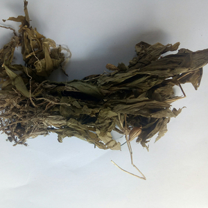 Venta al por Mayor de Hierba Silvestre Natural Seca Entera, Liparis Nervosa, Plantas Twayblade Altas - Product Image 4