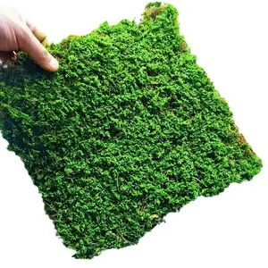 Dried Forrest Stabilized Moss Plants Natural Spanish Sphagnum Moss For Bonsai Preserved Moss Wall Art