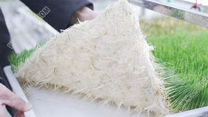 Cultivo de Forraje en un Contenedor Hidropónico Interior, Sistema de Forraje Vertical Hidropónico, Equipo de Contenedores <span class=keywords><strong>para</strong></span> Alimentación de <span class=keywords><strong>Ganado</strong></span> - Product Image 6