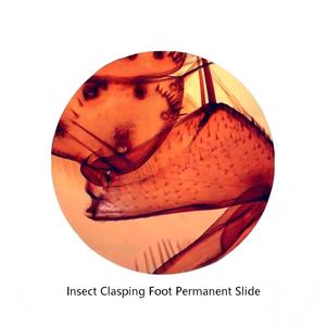 Portaobjetos de microscopio de vidrio para experimentos biológicos y entomología, preparados con soporte de sujeción, certificados de alta calidad - Product Image 1