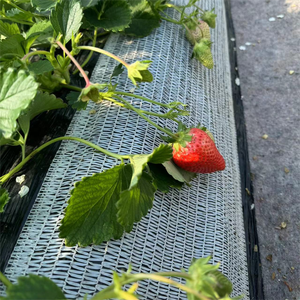Strawberry Truss Support <strong>Netting</strong> Ground Strawberry Fruit Support <strong>Net</strong> protection <strong>Net</strong> <strong>Mesh</strong> - Product Image 6