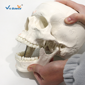 Modelo de Cráneo Humano con Marcas de Origen e Inserción Muscular, Cráneo Anatómico de PVC para Enseñanza de Ciencias Médicas - Product Image 5