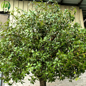 Arbres japonais <span class=keywords><strong>Pieris</strong></span> Japonica en fibre de verre à tronc détaché personnalisé hautement simulé pour l'aménagement paysager de jardin extérieur - Product Image 5