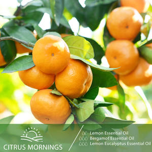 100 मिली नींबू यूकेलिप्टस आवश्यक तेल निजी लेबल ओएम प्लांट निकालने - Product Image 3