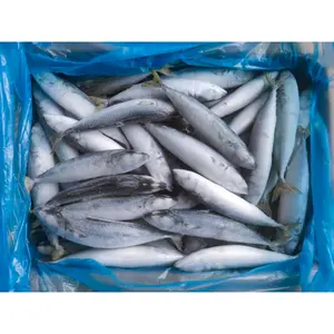 wholesale high quality 150 200g frozen pacific mackerel hg pacific mackerel hgt