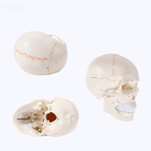 Natural-Size Anatomical Skull Model for Medical Science Human Anatomy Specimen with <strong>Removable</strong> <strong>Suture</strong> - Product Image 6