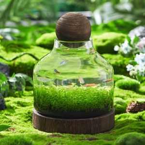 Bocaux de <span class=keywords><strong>terrarium</strong></span> Vente en gros Matériau en verre <span class=keywords><strong>Plante</strong></span> d'intérieur géométrique transparente Bouteille de <span class=keywords><strong>terrarium</strong></span> en verre Biodome Rainfore <span class=keywords><strong>Terrarium</strong></span> Jar - Product Image 3