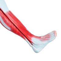 Modèle d'anatomie musculaire des membres inférieurs humains enseignement médical anatomie musculaire 3D jambe 9 parties modèle musculaire d'homme