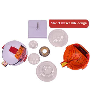 Modelo Anatómico del Ojo Humano Ampliado 6 Veces, Modelo de la Estructura del Ojo con Marcas - Product Image 4