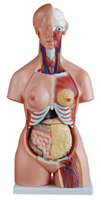 Modelo de Torso de 85 cm / 21 Partes, Tres Sexos, Maniquí de Medio Cuerpo, Portátil, Realista, de PVC, Modelo Anatómico, Anatomía Detallada, Médico