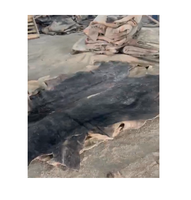 Kulit Sapi Asli Mentah Basah Berlapis Garam, Tebal Dua Lapis, Terbaik untuk Sepatu Kerja Berat, Produksi Furnitur & Sofa