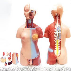 Modèle anatomique du <span class=keywords><strong>corps</strong></span> <span class=keywords><strong>humain</strong></span>, jouet éducatif, 28 cm, torse, organes internes, modèle anatomique, enseignement de l'anatomie du <span class=keywords><strong>corps</strong></span>, cœur, cerveau - Product Image 2