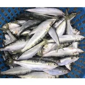 BQF redondo completo de China de pescado de sardina congelado con nombre científico de Sardinops Sagax