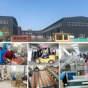 Arcilla Polimérica Personalizada de 62 Colores para Manualidades DIY al por Mayor en Venta - Product Image 5