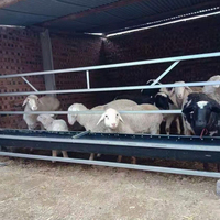 Abreuvoir pour moutons noirs de haute qualité PP matériel chèvre potable équipement d'alimentation produit d'élevage à vendre