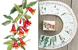 Collezione di fiori selvatici carte da gioco illustrazioni botaniche Vintage fioriture colorate giardino bellezze Delicate fiori da campo di carta - Product Image 4
