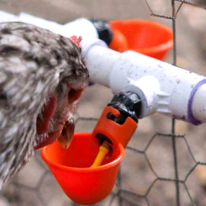 5 Cái Chim Broiler Gà Uống Và Thức Ăn Cho Gia Cầm Tốt Nhất Gà Uống Với Cup - Product Image 2