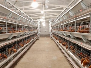 Tự Động Gia Cầm Trang Trại Thiết Bị Một Loại Thép Hen Lồng Cho 5000 Chim Được Sử Dụng Như Một Trứng Lớp Gà Lồng - Product Image 3