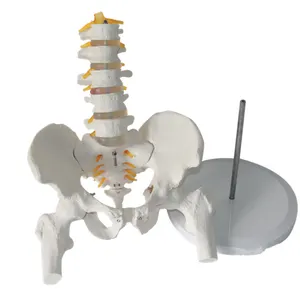 Detachable Human five-segment lumbar vertebrae with pelvis model with leg bones transparent disc