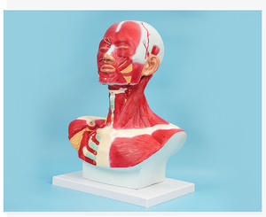 साइकडु सिर गर्दन छाती स्थानीय विश्लेषण मॉडल मानव सिर और चेहरे की मांसपेशी शरीर शरीर रचना सिर गर्दन और छाती मॉडल चेहरे की मांसपेशी मॉडल - Product Image 2