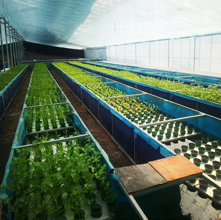 Aquaponic-ระบบ aquaponic อุปกรณ์ Aquaponics ระบบสำหรับปลาและผัก