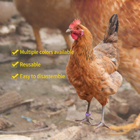 Bagues de patte de poulet numérotées au laser 001-100, très vendues, durables, étanches, en plastique, pour l'identification et le suivi de la volaille