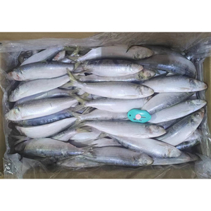 <span class=keywords><strong>Sardinas</strong></span> Congeladas Enteras Redondas IQF 100-200g 200-300g, Empaque Personalizado para Compradores Globales - Product Image 3