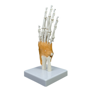Modelo de Articulación de Mano Humana con Modelo de Huesos de Úlnica y Radio - Product Image 3