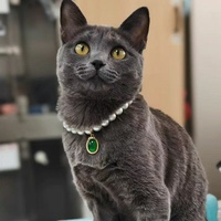Collier pour animaux de compagnie, chat, chien, imitation perle, pendentif émeraude, style féminin, accessoires de mode pour animaux, toutes saisons, anniversaire