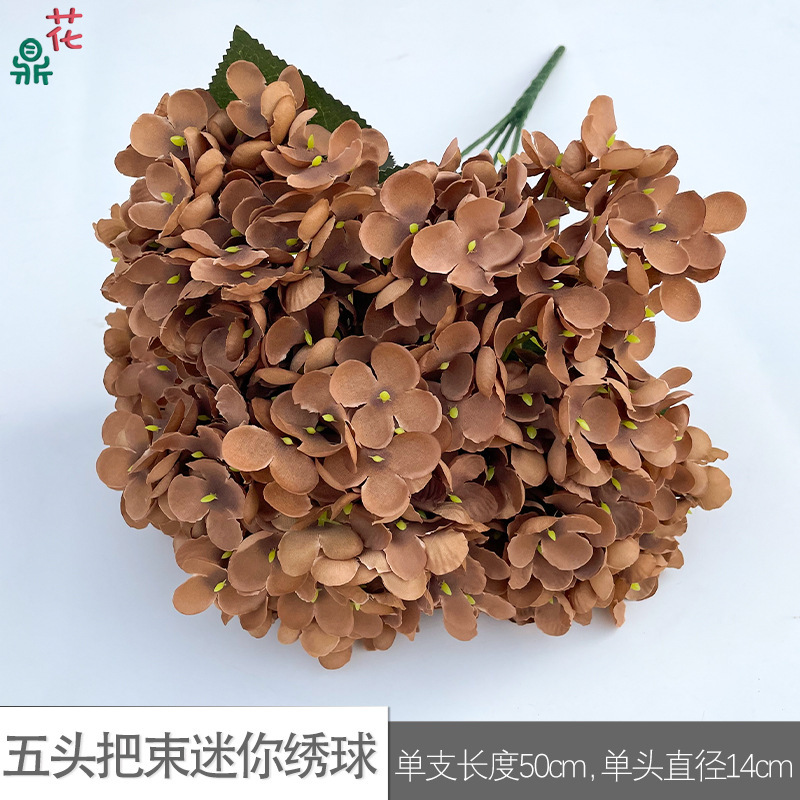 Mini Hortensia à cinq têtes WZT Marron