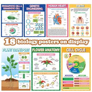 18 Affiches de Sciences Biologiques en Papier Imperméable pour la Classe de Collège/Lycée – Matériel Pédagogique pour Étudiants - Product Image 4
