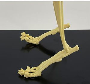 Modelo Anatómico de Esqueleto de Gato para Material Escolar, Herramienta de Demostración para Enseñanza <span class=keywords><strong>Veterinaria</strong></span> - Product Image 6