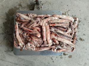 Eksportir Makanan Laut Cumi-cumi Liar Beku 50-100g