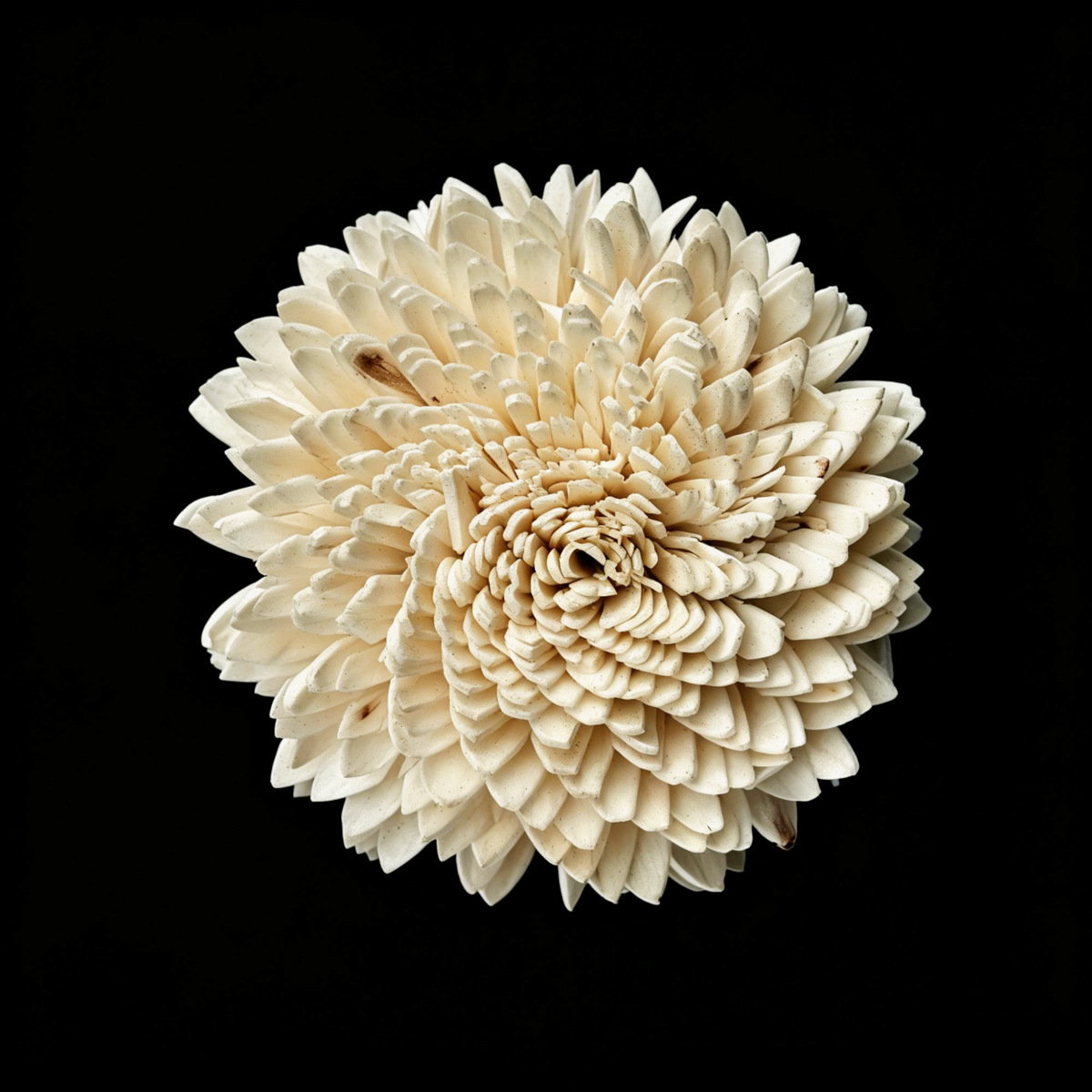 Chrysanthème à feuilles pointues de 8 cm-s006b08n