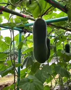 Estacas de árbol de fibra de vidrio económicas de pultrusión resistente a postes de fibra de vidrio para agricultura para soporte de árboles frutales - Product Image 2