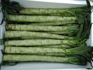 Cây trồng mới tươi gốc Rau diếp nhà máy giá thấp Măng Tây Rau diếp - Product Image 2