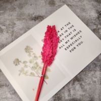 Neu Eingetroffene Natürlich Konservierte Sorghum-Blüten Hochwertige Ewige Sorghum-Blumen für Hochzeiten, Heim- und Eventdekoration