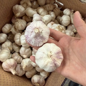 Ajo Blanco Normal de Nueva Temporada 4.5cm Bawang Ajo Fresco de la Mejor Calidad de Granja - Product Image 4