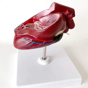Modelo de Anatomía Visceral Animal Yulin YL2-70003 para la Enseñanza de Patologías Viscerales en Perros, Modelo de Corazón con <span class=keywords><strong>Dirofilaria</strong></span> Immitis - Product Image 3