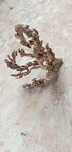 Groothandel <span class=keywords><strong>aquarium</strong></span>- en bonsai-<span class=keywords><strong>mangrove</strong></span>-afzettinghout, wortelhout, tweetyhout - Product Image 4