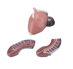 Modelo Anatómico del Sistema Reproductor Masculino, Modelo de Enseñanza de la Estructura Genital Detallada para el Estudio de <span class=keywords><strong>Urología</strong></span> - Product Image 2