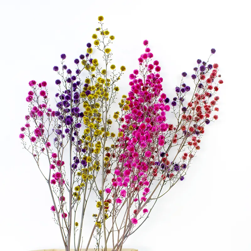 يوننان الشعبية زهور مجففة لمسة طبيعية الطازجة النمر عيون زهرة المجففة المحفوظة Stirlingia