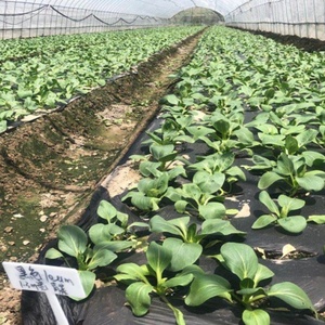 ฟิล์มคลุมด้วยหญ้าแบบมีไมค์50ไมครอนย่อยสลายได้ทางชีวภาพ<span class=keywords><strong>แตงโม</strong></span>สำหรับงานเกษตร - Product Image 6